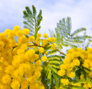 10 canzoni italiane per la Festa della Donna - Prima puntata