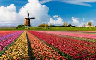 Un viaggio di primavera nei Paesi Bassi, tra mulini a vento e campi in fiore