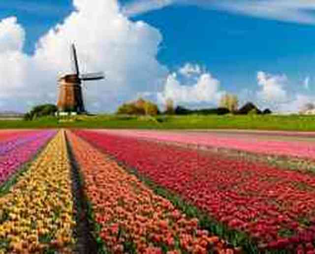 Un viaggio di primavera nei Paesi Bassi, tra mulini a vento e campi in fiore