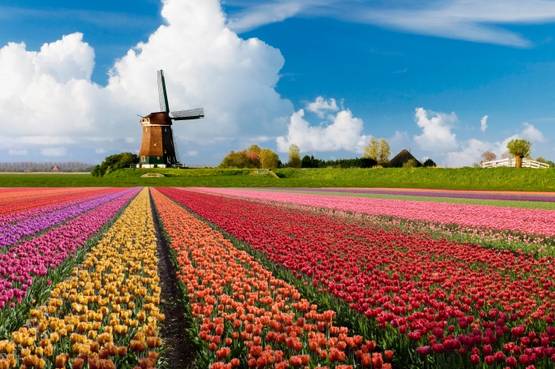 Un viaggio di primavera nei Paesi Bassi, tra mulini a vento e campi in fiore