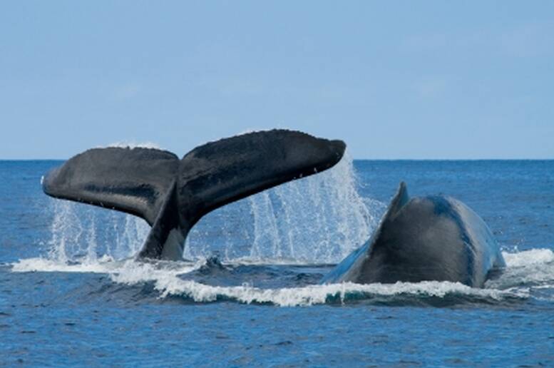 Osserva da vicino le magnifiche balene