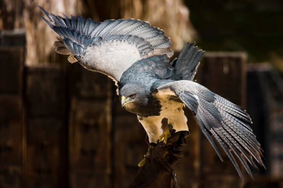 Una gita nel regno dei falchi