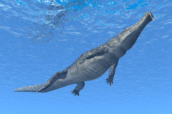 Un rendez-vous con un vero coccodrillo