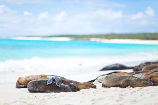 Ripercorri le orme di Darwin, esplorando le Isole Galapagos