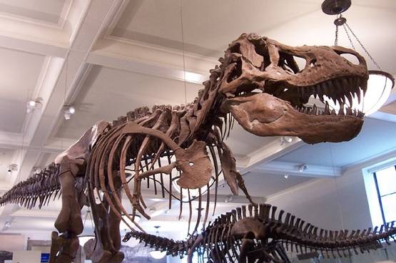 Sulle orme dei dinosauri insieme ai tuoi bimbi, al museo paleontologico