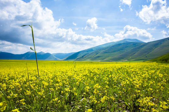 La bellezza che non ti aspetti: lenticchie in fiore a Castelluccio di Norcia