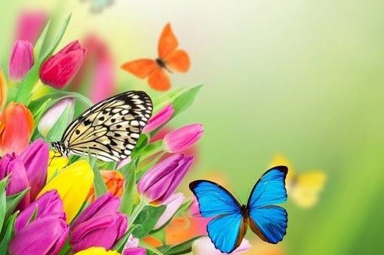 I mille colori di una butterfly farm, un vero 