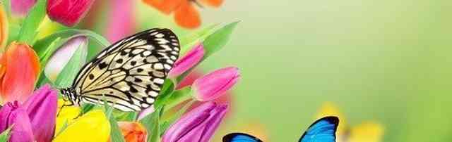 I mille colori di una butterfly farm, un vero 