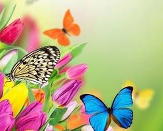 I mille colori di una butterfly farm, un vero 