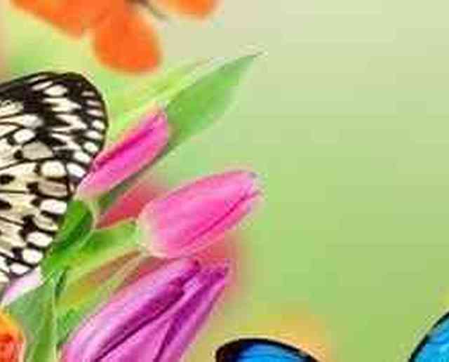 I mille colori di una butterfly farm, un vero 