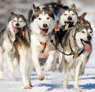 Per prenotare un'esperienza con i cani da slitta