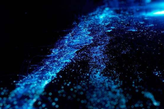 La magia del plancton luminescente, uno stupefacente fenomeno naturale