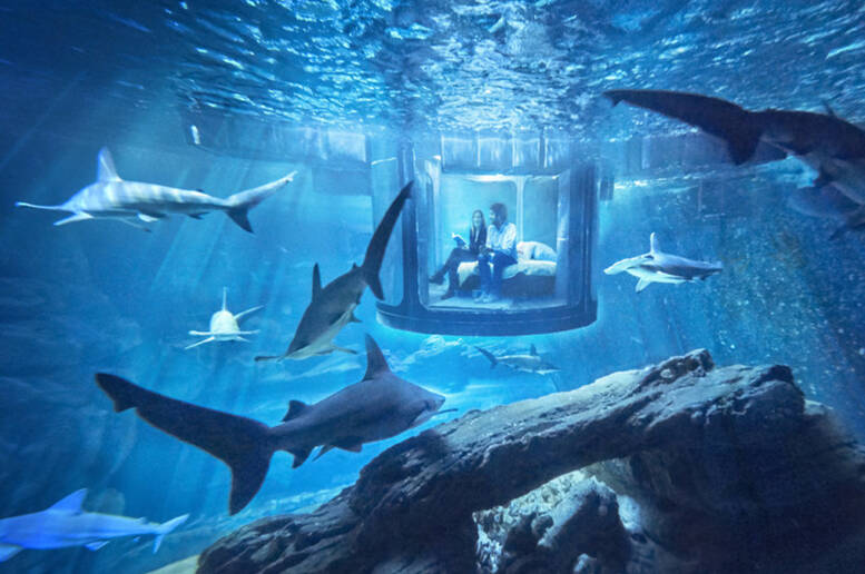 Una notte indimenticabile tra gli squali dell'acquario di Parigi