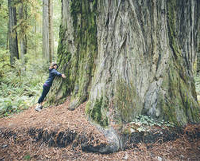 Abbracciare gli alberi: l'ultima frontiera del benessere a contatto con la natura