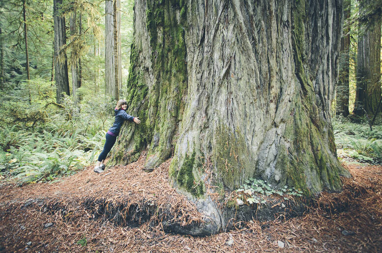 Abbracciare gli alberi: l'ultima frontiera del benessere a contatto con la natura