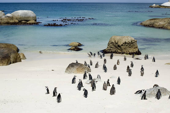I simpatici pinguini delle Boulders Beach