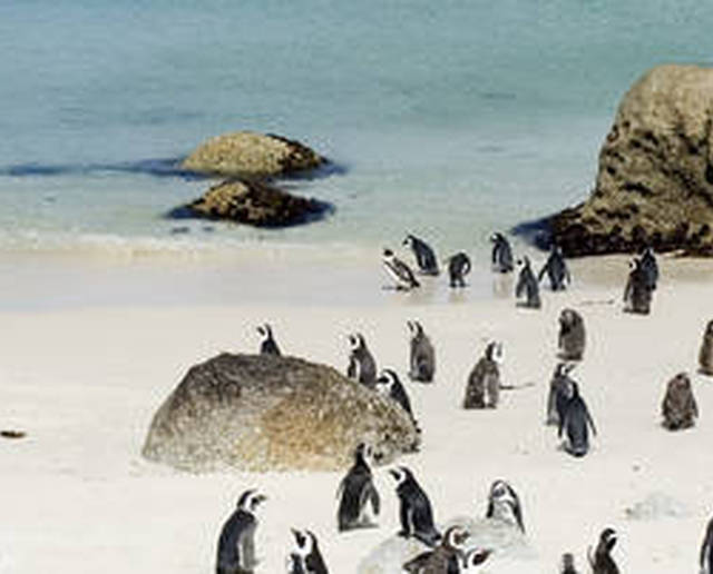 I simpatici pinguini delle Boulders Beach