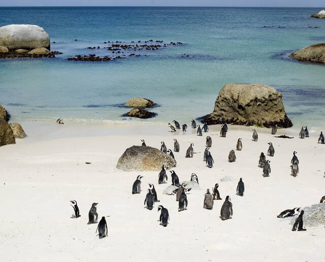 I simpatici pinguini delle Boulders Beach