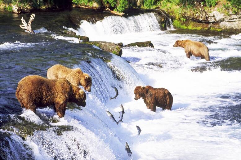 Orsi e salmoni