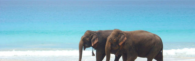 Elefanti spiaggia