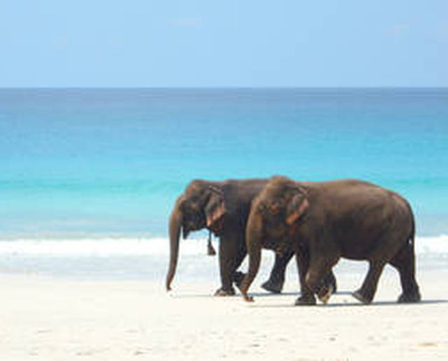 Elefanti spiaggia