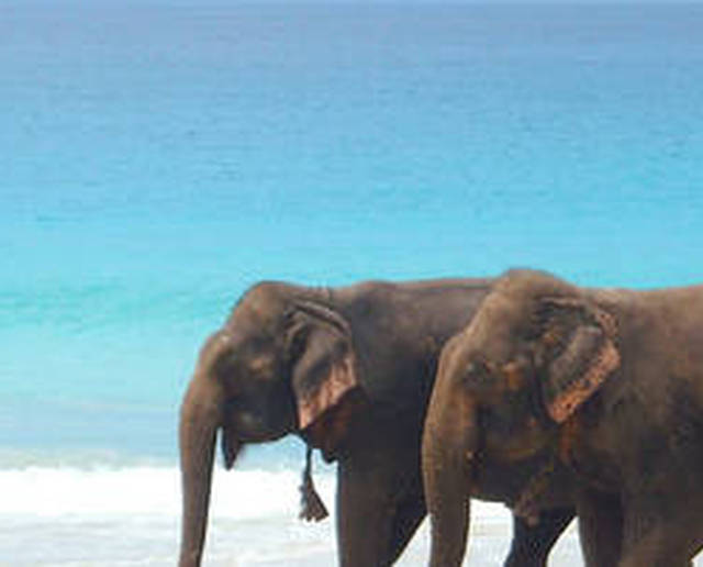 Elefanti spiaggia