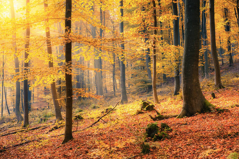 Foreste colorate dal mondo