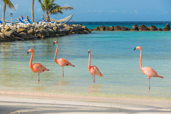 Una vacanza strepitosa coi fenicotteri rosa sull’isola di Aruba