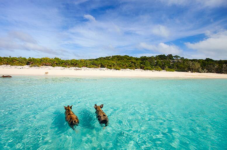 Pig Island, l’isola dei maialini che nuotano felici