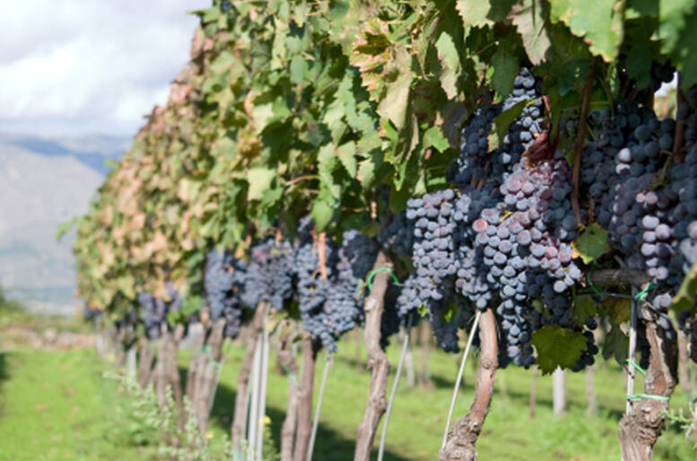 Assaporare da protagonista le emozioni della vendemmia